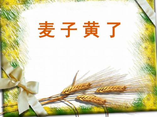 麦子黄了