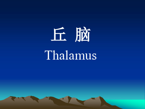 背侧丘脑