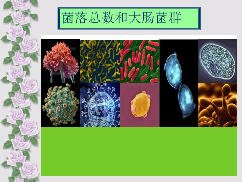 菌落总数和大肠菌群