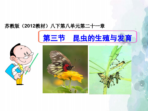 苏教版-生物-八年级下册-苏教版八年级下册21.3昆虫的生殖与发育课件