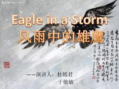 风雨中的雄鹰