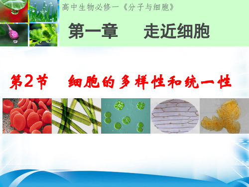 人教版必修1 生物：1.2 细胞的多样性和统一性  课件(共21张PPT)[优秀课件资料]