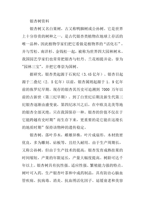 银杏树资料