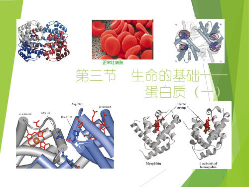 高考化学复习-课件-生命的基础——蛋白质1