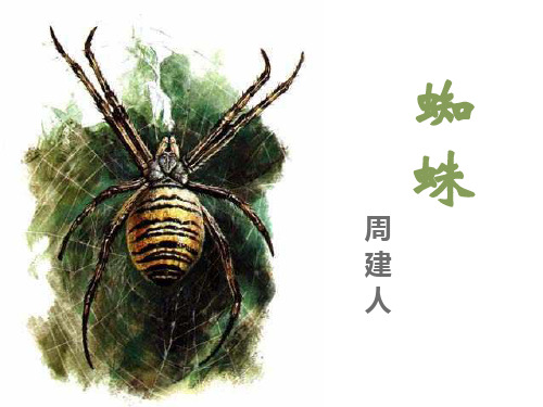 《蜘蛛》PPT【精品课件】