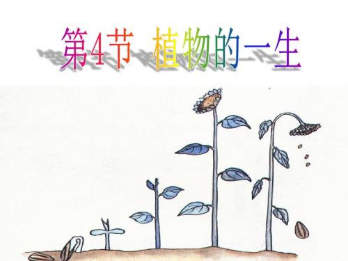 1.4 植物的一生(第1课时)