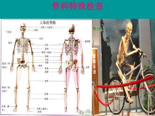 最新骨科特殊检查