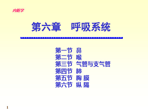 人体系统解剖教程内脏学呼吸系统精品PPT课件