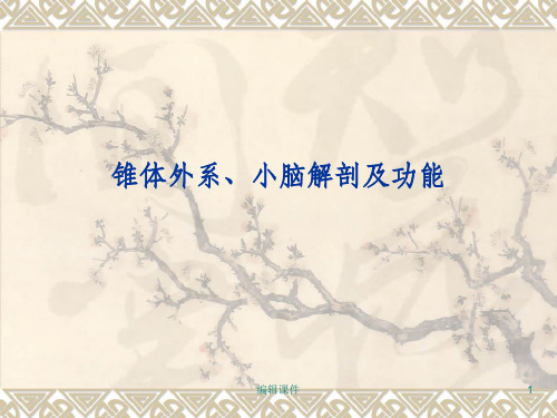 锥体外系小脑解剖PPT课件