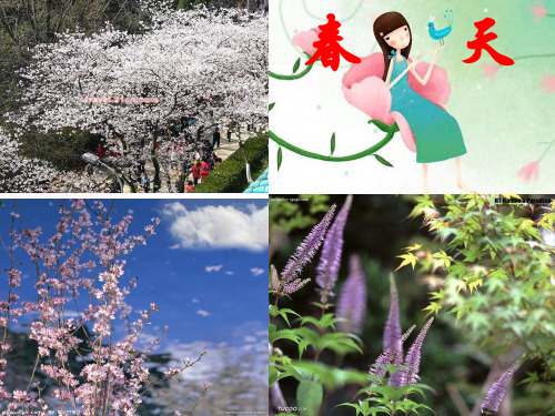 《油菜花开了》PPT