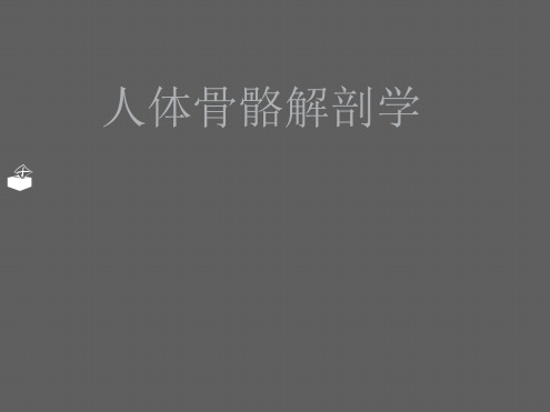 人体骨骼解剖学最新PPT课件[文字可编辑]