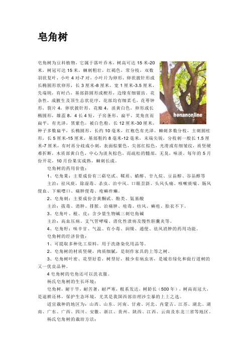 皂角树