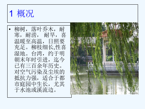 柳树