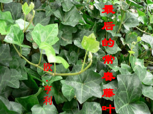 最后的常春藤叶-公开课课件