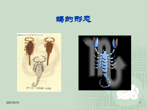 《蝎的养殖技术讲座》PPT课件