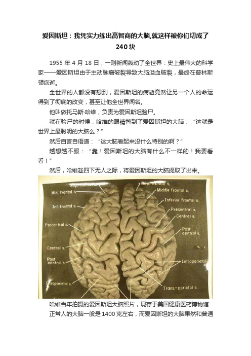 爱因斯坦：我凭实力练出高智商的大脑,就这样被你们切成了240块