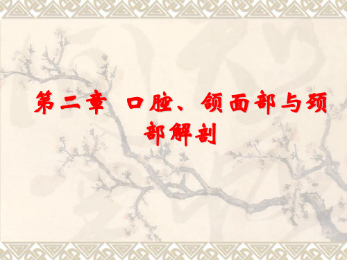 第二章第一节上颌骨
