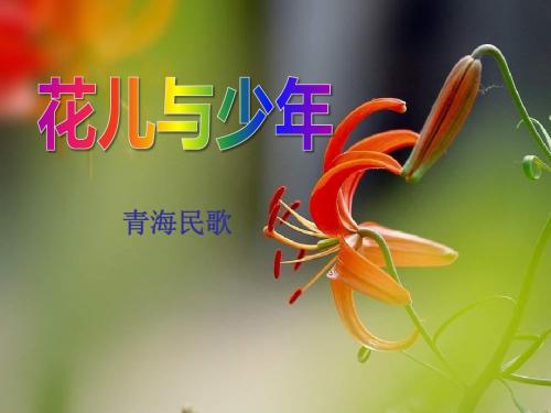 《花儿与少年》PPT课件