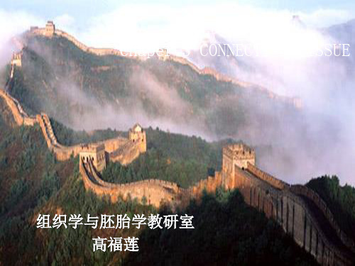 结缔组织-2016 共70页