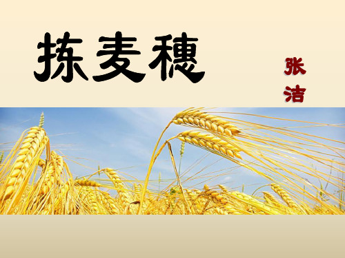 《拣麦穗》ppt演示课件