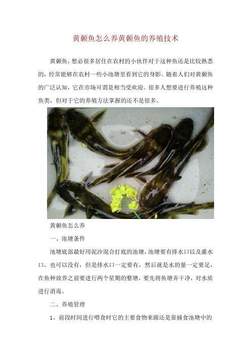 黄颡鱼怎么养 黄颡鱼的养殖技术