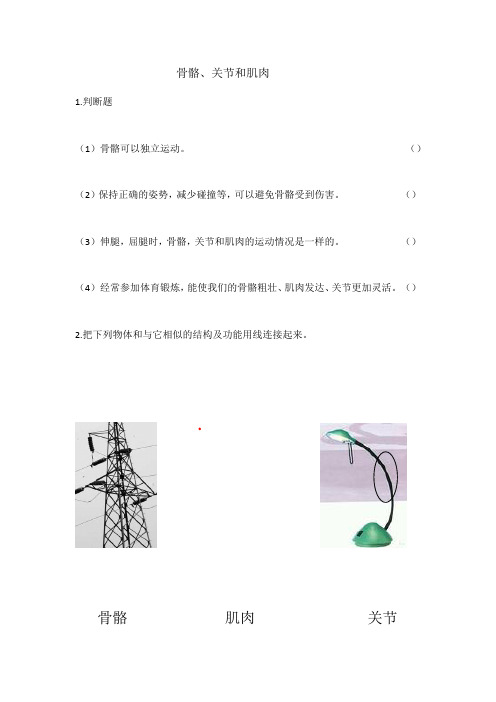 四年级上册科学试题-4.2 骨骼、关节和肌肉(无答案)｜教科版