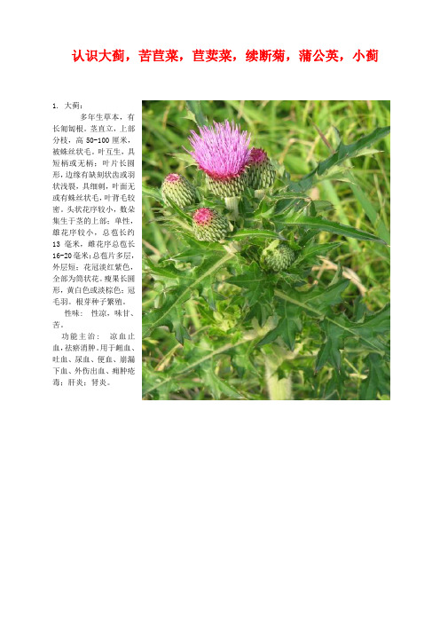 认识大蓟,苦苣菜,苣荬菜,续断菊,蒲公英,小蓟