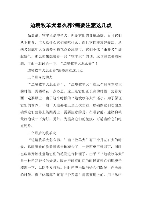 边境牧羊犬怎么养-需要注意这几点