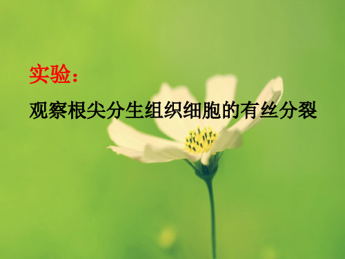 实验_观察根尖分生区细胞有丝分裂