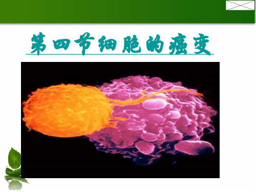 高中生物6.4细胞的癌变课件