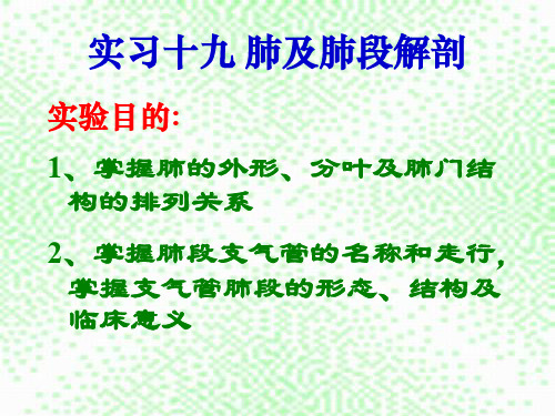 肺及肺段解剖