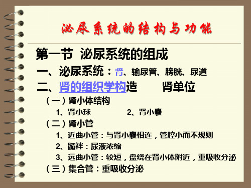 解剖生理学：泌尿系统的结构与功能