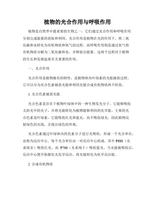 植物的光合作用与呼吸作用