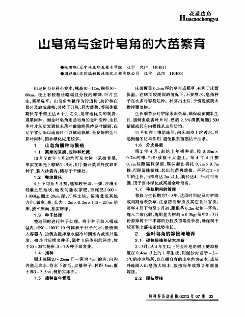 山皂角与金叶皂角的大苗繁育