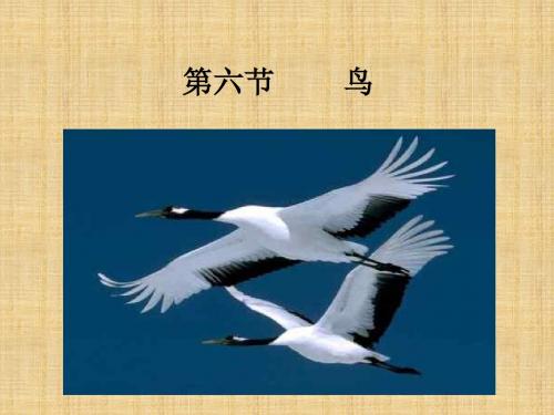 吉林省前郭尔罗斯蒙古族自治县初中八年级生物上册 5.1.6 鸟名师优质课件 (新版)新人教版