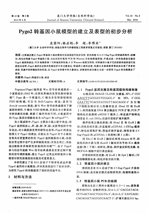 Pygo2转基因小鼠模型的建立及表型的初步分析