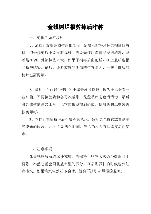 金钱树烂根剪掉后咋种