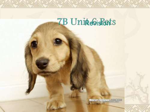 牛津译林版英语七年级下册《Unit 6 Pets》复习课件