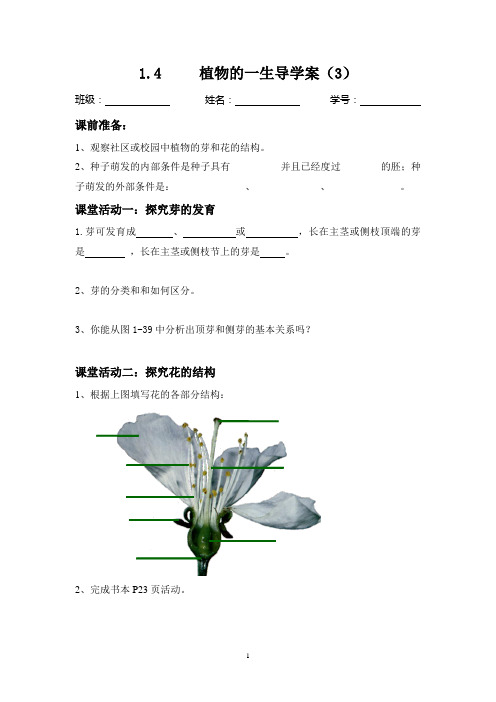 1.4 植物的一生(3)