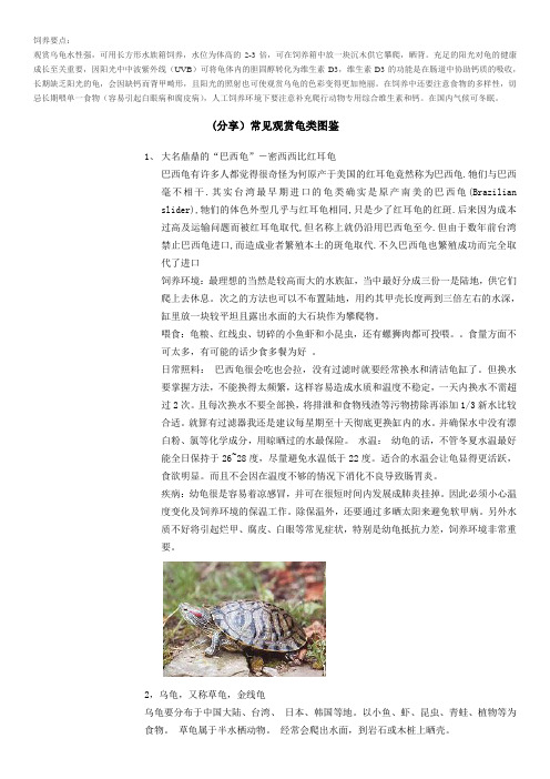 乌龟饲养要点