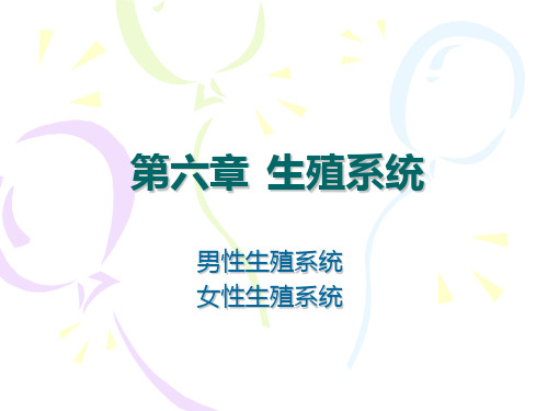 解剖学基础第06章 生殖系统