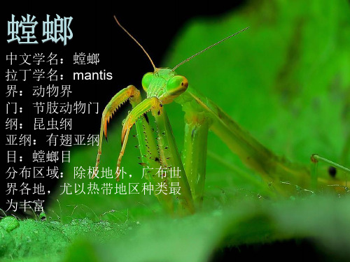 螳螂科普知识