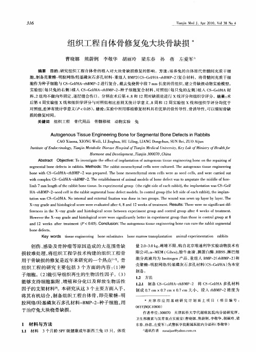 组织工程自体骨修复兔大块骨缺损