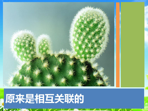 新版六年级科学上册课件4.6原来是相互关联的 (共26张)教科版
