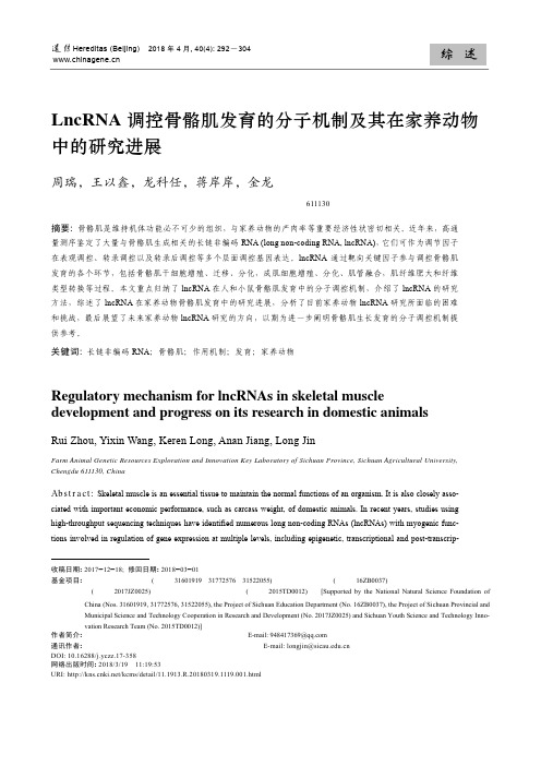 LncRNA调控骨骼肌发育的分子机制及其在家养动物中的研究进展