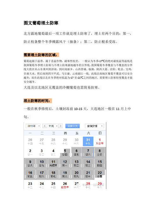 图文葡萄埋土防寒