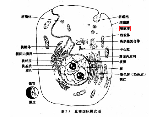 四真核细胞的细胞器(内膜系统)