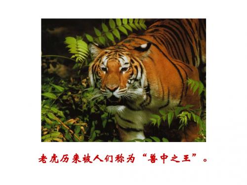 人教版七年级语文下册课件：28《华南虎》PPT