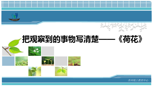 三年级语文《把观察到的事物写清楚——荷花》课件
