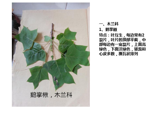 植物叶子辨认